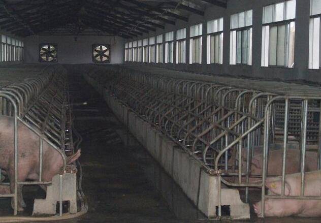 降温换气方法办法广东畜牧养殖猪场